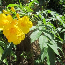 Yellow flowers (Pau-Terra)